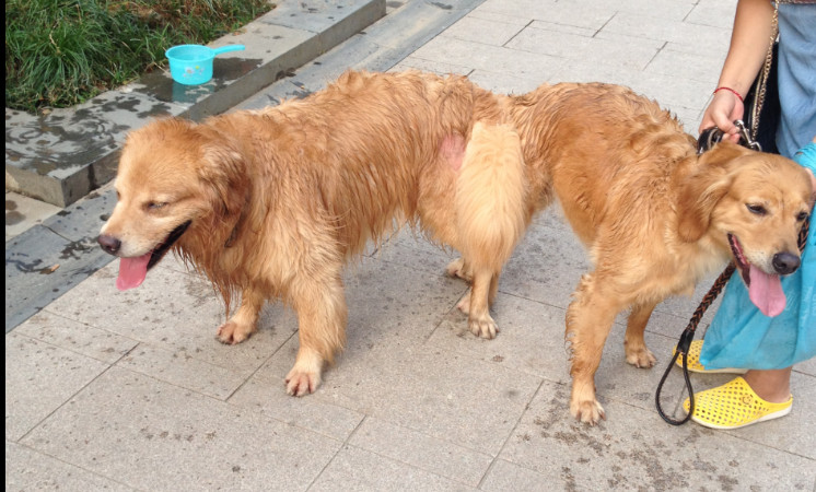 关于被鱼咬狗淘汰烈马分高结鸿图主操接的信息